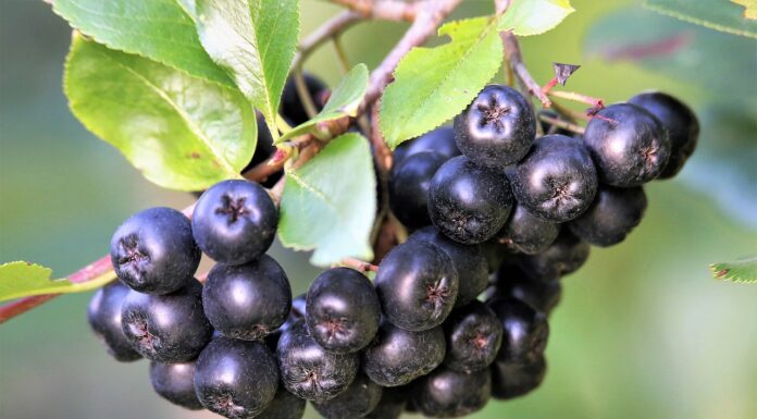 Ile kalorii ma aronia? Aronia kalorie