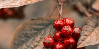 Aronia – wartości odżywcze, właściwości, witaminy, zastosowanie
