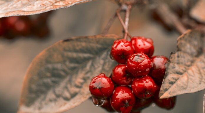 Aronia – wartości odżywcze, właściwości, witaminy, zastosowanie