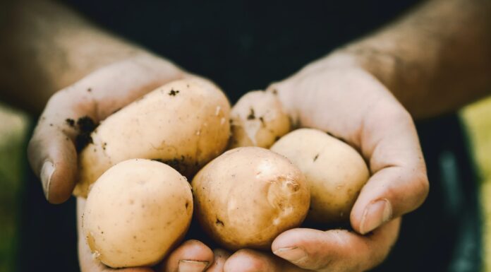 Z czym jeść placki ziemniaczane? bunch of potatoes