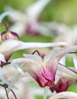 Epimedium – naturalna moc dla zdrowia i witalności